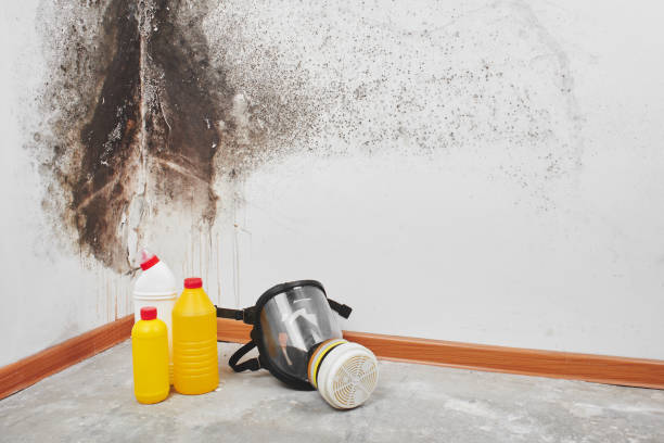 Best Best Mold Removal Companies  in Montrose, MI