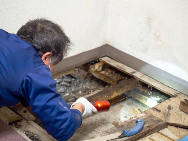 Best Commercial Mold Removal  in Montrose, MI