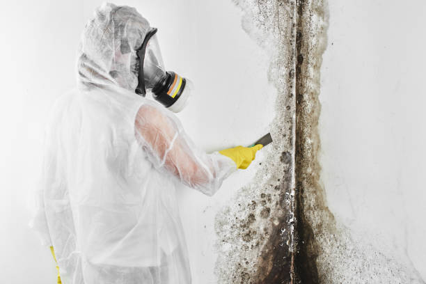 Montrose, MI Mold Removal Company