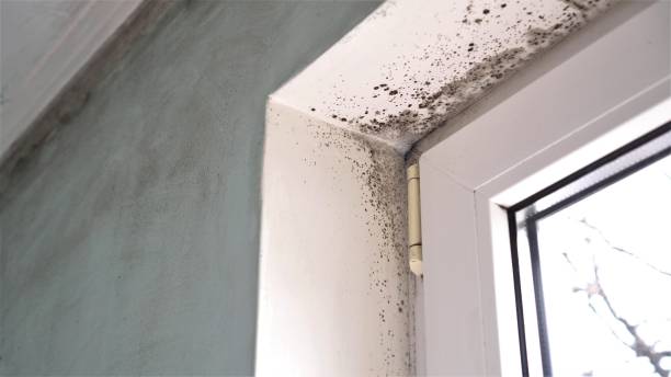 Best Attic Mold Removal  in Montrose, MI