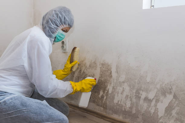 Best Mold Removal Near Me  in Montrose, MI