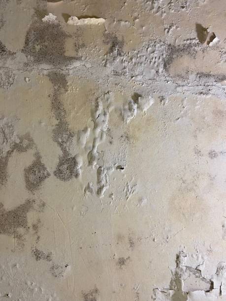 Best Affordable Mold Removal  in Montrose, MI