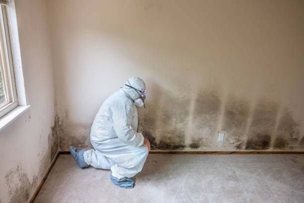 Best Mold Remediation  in Montrose, MI