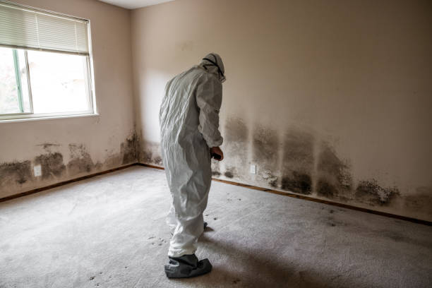 Best Residential Mold Removal  in Montrose, MI