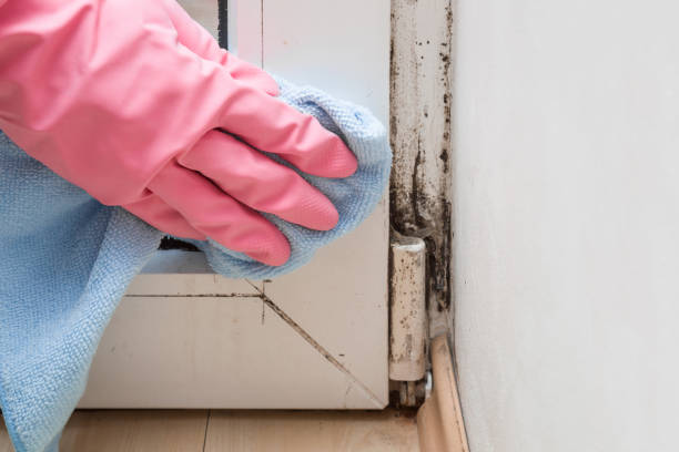 Montrose, MI Mold Removal Company