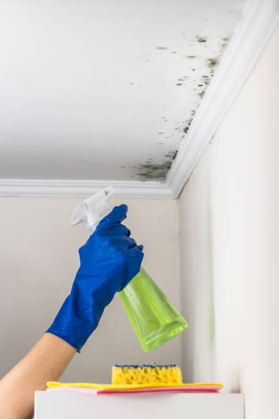 Best Mold Remediation  in Montrose, MI